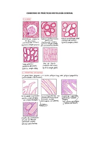 Cuaderno De Pr Cticas De Histolog A General Pdf