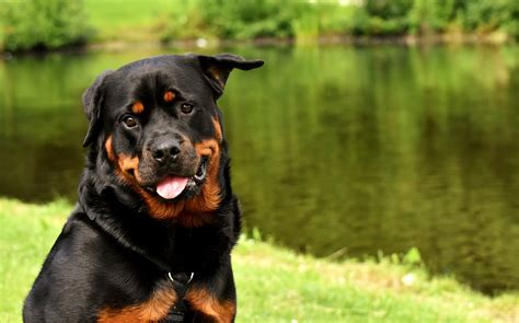 Chien Rottweiler Caract Re Sant Alimentation Entretien Et Prix