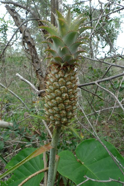 Ananas Comosus L Merr Plants Of The World Online Kew Science