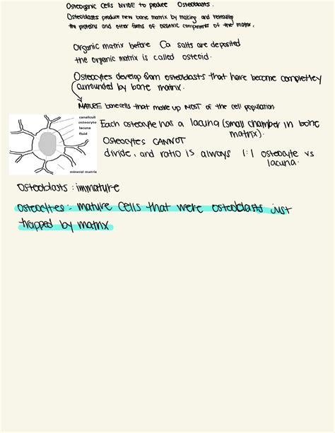 Osteogenic Cells - Osteoblasts produce new bone matrix by making and ...