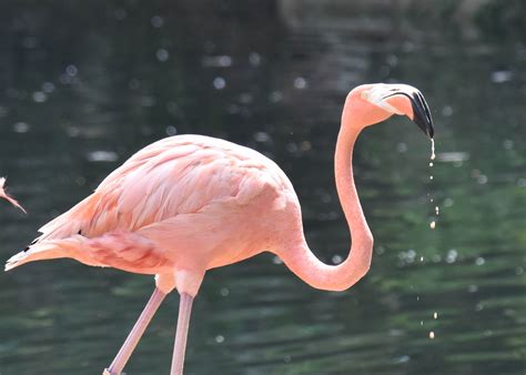 Pelican Pink Bird And Feathers K Hd Wallpaper