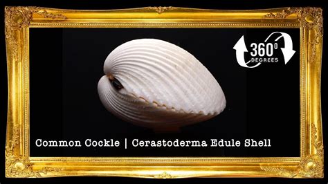 Sea Shells Common Cockle Cerastoderma Edule Shells Youtube