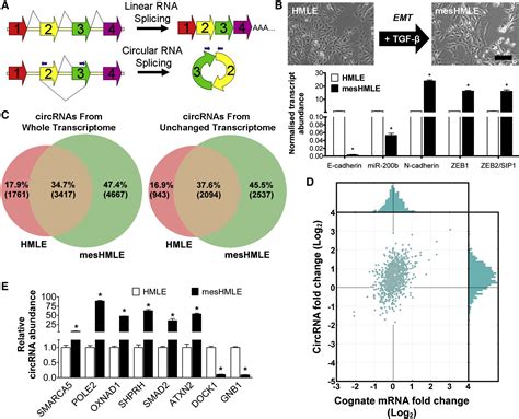 The Rna Binding Protein Quaking Regulates Formation Of Circrnas Cell