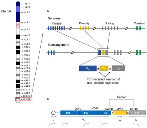 Frontiers Evaluation Of Somatic Hypermutation Status In Chronic