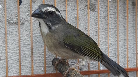 Trinca Ferro Corrido De M O Frio Para Outro Trinca Ferro O Que Devo