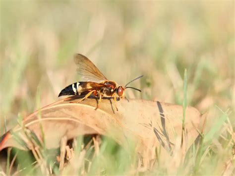 What You Should Know About Cicada Killers Inspect All Pest Services Pest Control And