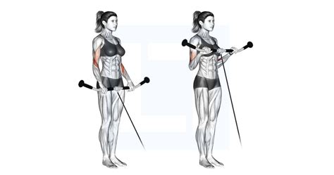 Cable Reverse Curl - Guide, Benefits, and Form