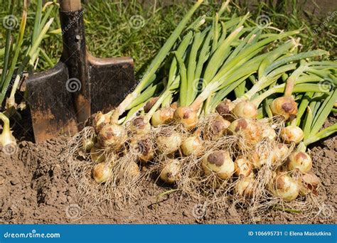 Cebola Madura Raizes No Jardim Vegetal P Imagem De Stock