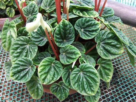 Radiator Plant Peperomia Kings Garden Center