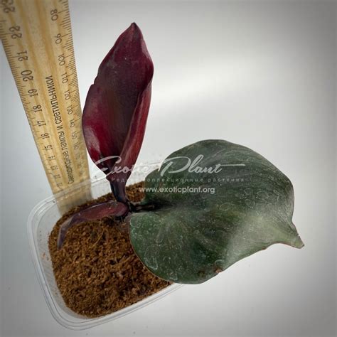 Philodendron Black Cardinal Twist / филодендрон Блэк Кардинал Твист 45 ...