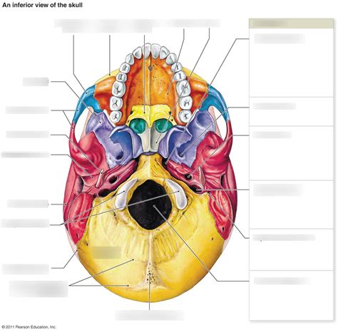 Inferior View Of Skull Diagram Quizlet