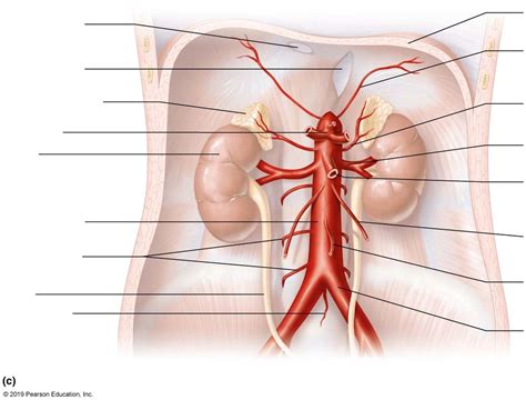 Arteries Of The Abdomen Diagram Quizlet