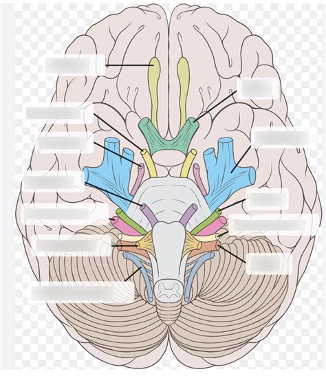 Lab Exam Cranial Nerve Diagram Quizlet