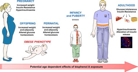 Potential Age Dependant Effects Of Bisphenol A Exposure Adapted From