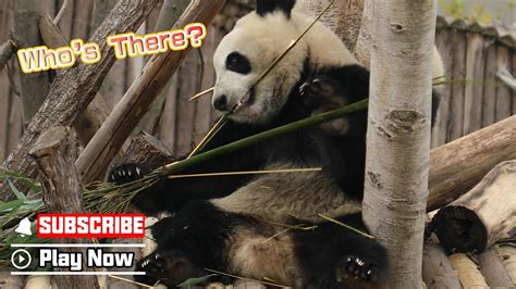 Panda Was Caught Enjoying A Bamboo Feast Alone IPanda YouTube