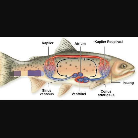 Fish Circulatory System (Equipped with Pictures) - SMPN 1 Bungkal