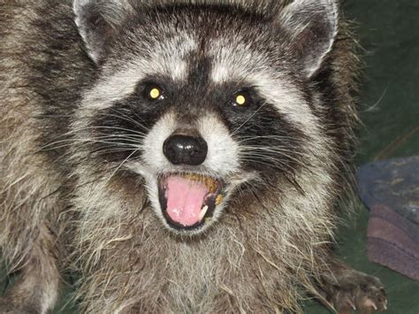 Sick Raccoon Tests Positive For Rabies, Camden County Officials Say ...