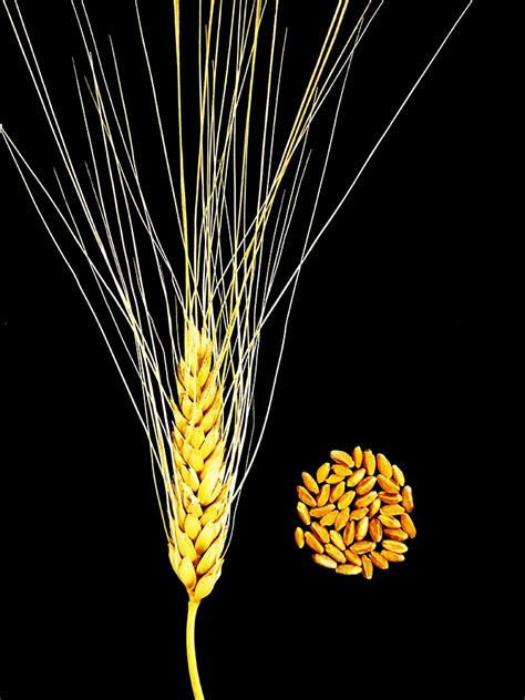 Durum Wheat