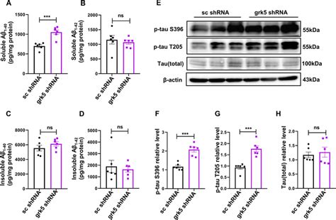 Hyperphosphorylated Tau And Soluble Aβ1 40 Were Increased After