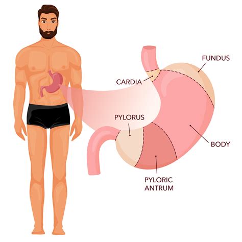 Est Mago Anatomia Diagrama Humano Corpo Vetor No Vecteezy