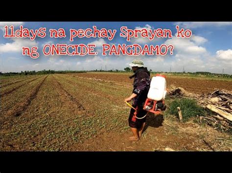 PECHAY FARMING PAG SPRAY NG ONECIDE HERBICIDE SA PECHAY TRIGUARD