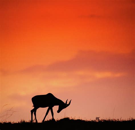 Wildlife Sunset Silhouette Photograph By Vicki Jauron Fine Art America