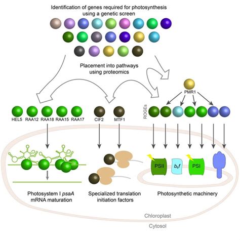 Breakthrough in the identification of photosynthesis genes in green ...