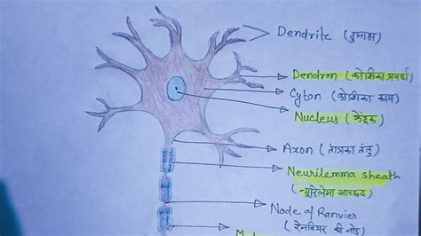 How To Draw Neuron Cell Easy Draw Nervous System Easy Youtube