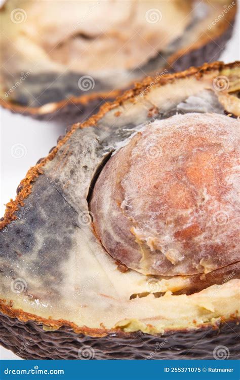 Old Moldy Avocado Unhealthy And Disgusting Fruit Stock Image Image