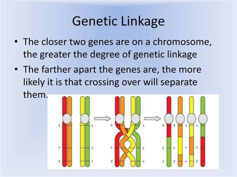 Ppt Inheritance Patterns For Linked Genes Powerpoint Presentation