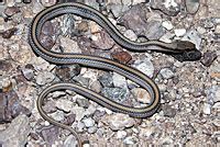 Big Bend Patch Nosed Snake Salvadora Hexalepis Deserticola