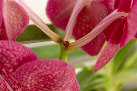 How to Grow and Care for Vanda Orchids