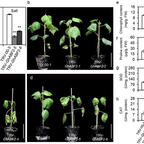 Silencing Of Ghabf Cottons Showed Sensitivity To Drought And Salt