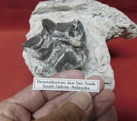 Fossil Brontotherium Jaw and Tooth Fossil - Fossils & Artifacts for ...