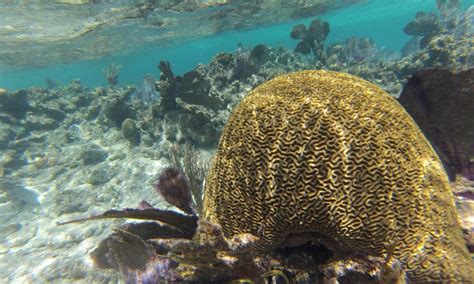 Caribbean coral reefs have been warming for at least 100 years