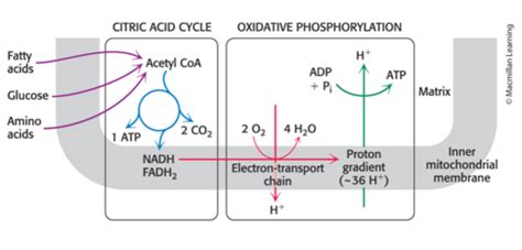 Chapter 17 Pyruvate Dehydrogenase And The Citric Acid Cycle Flashcards Quizlet