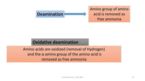 Formation Of Ammonia And Urea Cycle By Dr Ashok Kumar J Ppt