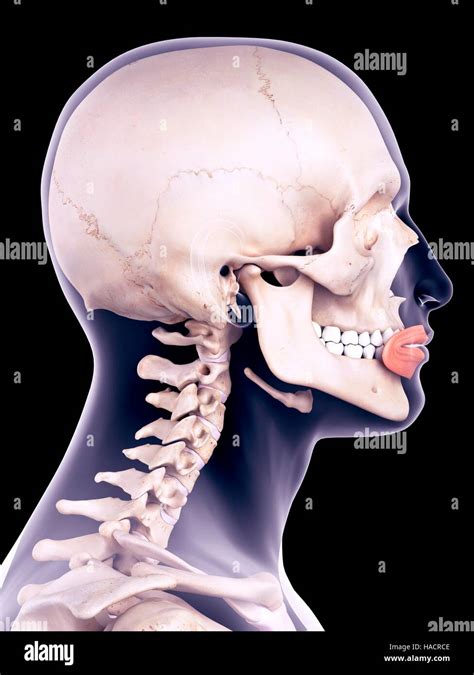 Illustration Of The Orbicularis Oris Muscles Stock Photo Alamy