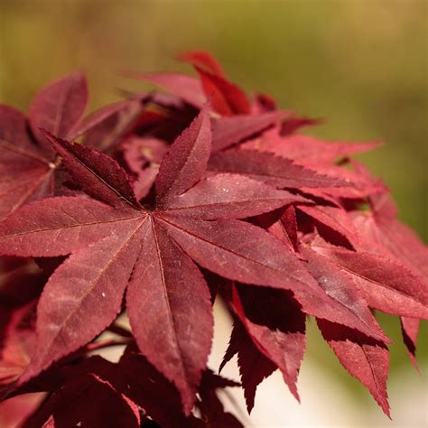 Red Japanese Maple Tree – Green Thumbs Garden