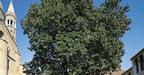 Alberi Monumentali Sant Antonio Di Padova