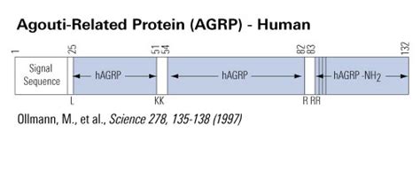 Agouti Related Peptide Agrp Amide Human Biotin Labeled