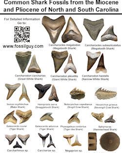 Fossil Identification Guide