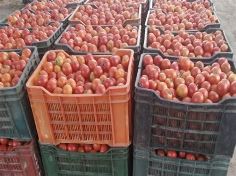 Tomato Prices Spoiled The Budget Of The Kitchen The Price Reached To Rs 100 Business News