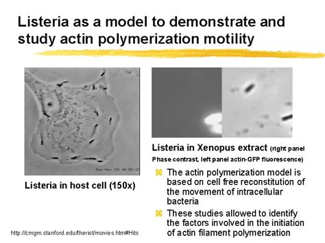 Entamoeba Histolytica Entamoeba Cell Biology Disease And Treatment