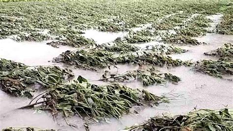 Marathwada Heavy Rain मराठवाड्यात सर्वच जिल्ह्यात अतिवृष्टी पिकांसह शेती खरवडून गेल्यानं