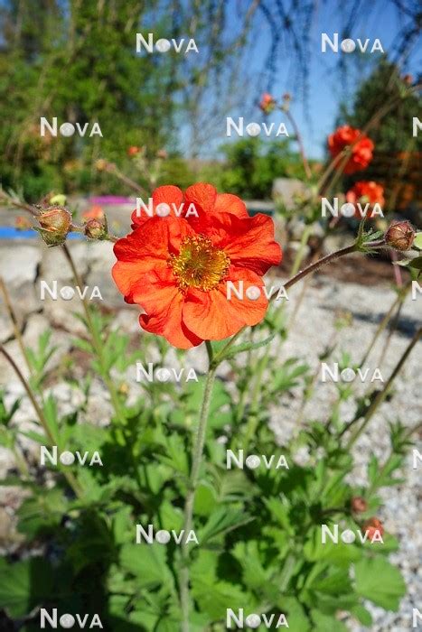 Geum Scarlet Tempest