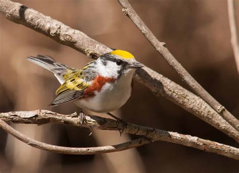 Chestnut-Sided Warbler Pictures - AZ Animals