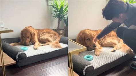 Tda Hilarious Golden Retriever Secretly Brings Pet Rock To Bed