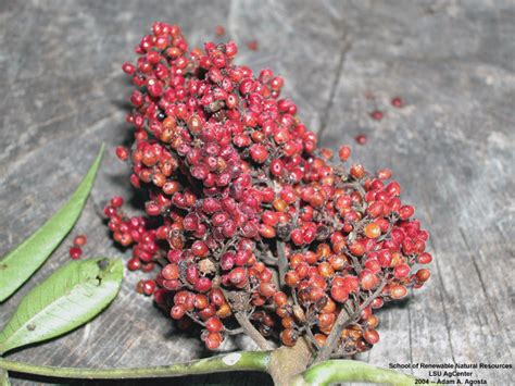 Louisiana Plant Id Rhus Copallinum Winged Sumac