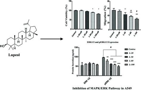 Anti Metastatic Effects Of Lupeol Via The Inhibition Of Mapk Erk